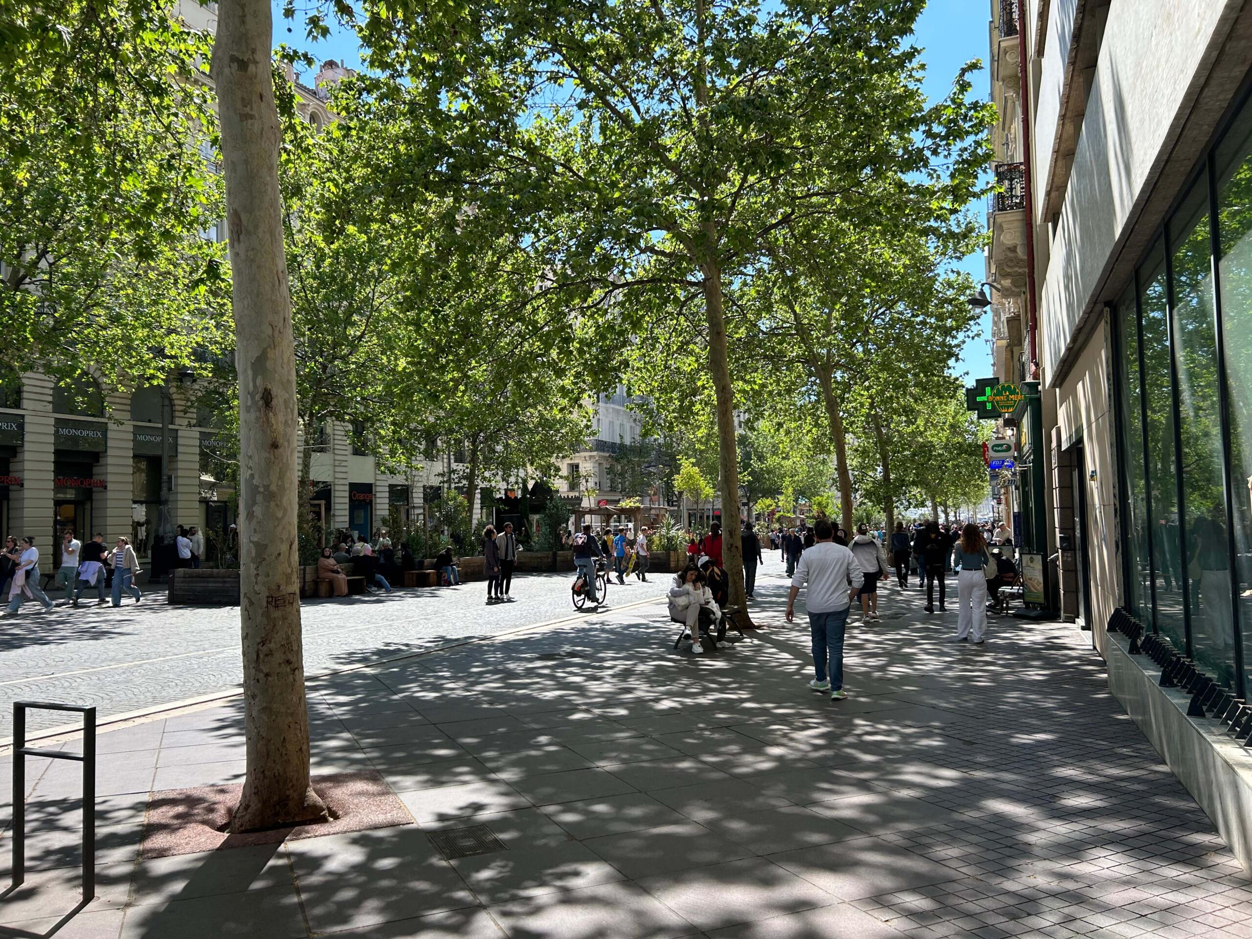 Photo of a street surrounded by tall trees